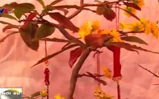 Dạo chợ hoa Tết lớn nhất tại Mỹ