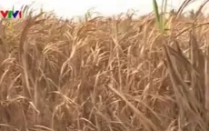 Nông dân Sóc Trăng điêu đứng vì mía chết
