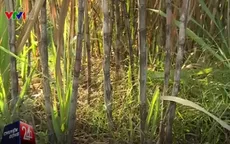 Giá đường tăng cao, người dân Hậu Giang phấn khởi