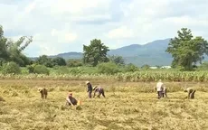 Nông dân miền Trung khó khăn chồng chất sau lũ