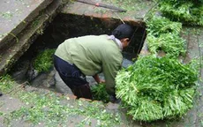 Đường đi của rau bẩn trước khi đến Hà Nội