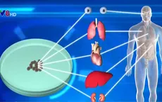 Nuôi cấy cơ quan nội tạng người trong cơ thể lợn