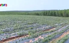 Quảng Trị phát triển mô hình cây trồng chịu hạn hiệu quả