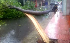 Mưa bão tại Hà Nội: 6 người thương vong, hơn 600 cây xanh ngã đổ