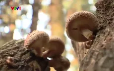 Shiitake - Nghề trồng nấm độc đáo trên cây ở Nhật