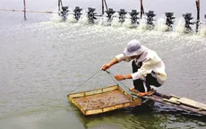Cà Mau: Xâm nhập mặn nghiêm trọng do nuôi tôm tự phát