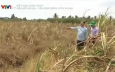 Vựa lúa ĐBSCL có nguy cơ "bốc hơi" vì biến đổi khí hậu