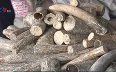 TP.HCM: Bắt 1 tấn ngà voi giấu trong thân gỗ nhập lậu