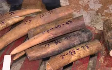 TP.HCM: Bắt giữ thêm một vụ buôn lậu hơn 500kg ngà voi