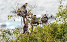 Triển lãm ảnh "Đời sống của voọc chà vá chân nâu ở Sơn Trà"