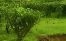 Ngành chè Ấn Độ gặp khó do xói mòn đất đai