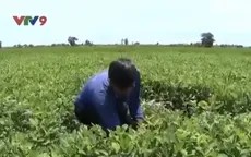 An Giang: Nông dân lao đao vì đậu phộng không có củ