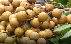 Hưng Yên: Người trồng nhãn điêu đứng vì thông tin nhãn xông lưu huỳnh