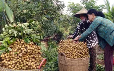 Xuất khẩu sang Mỹ 100 tấn nhãn Ido