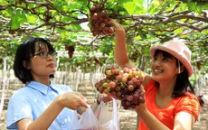 Bế mạc lễ hội Nho và Vang Ninh Thuận