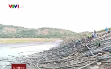 Ninh Thuận thiếu nước tưới trầm trọng vụ Đông Xuân