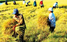 Nông nghiệp tăng trưởng dương trở lại