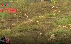 Bình Phước: Nông dân đổ bỏ nông sản vì rớt giá
