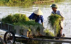 Tổng điều tra nông nghiệp, nông thôn và thủy sản