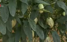 Lâm Đồng đẩy mạnh trồng nông sản mới
