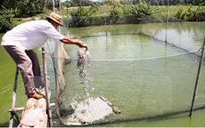 Giá cá tra tăng, có nên mở rộng diện tích nuôi?