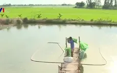 Sau tôm, lại xảy ra tranh chấp cá lóc - cây lúa ở Đồng Tháp