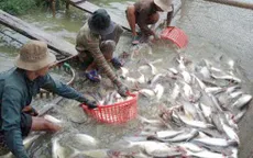Giá giảm mạnh, nông dân nuôi cá tra "tiến thoái lưỡng nan"
