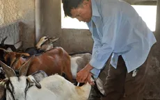 Tiền Giang: Giá dê tăng cao, người nuôi ồ ạt phát triển đàn