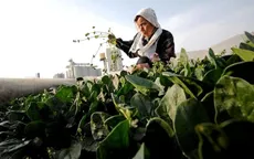 Ngành nông nghiệp Nhật Bản khó khăn vì dân số già