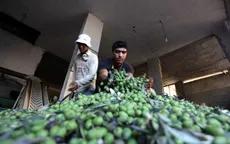 Vụ mùa ôliu bội thu của nông dân dải Gaza