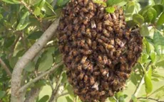 Cứu sống bệnh nhân bị ong vò vẽ đốt hơn 100 vết