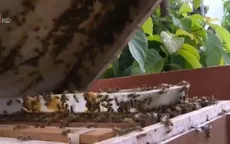 Ít hộ nuôi ong Sơn La được cấp nhãn hiệu tập thể