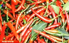 Giá ớt tại ĐBSCL tăng cao nhất trong 3 năm qua