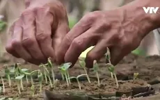 Nông dân vùng ớt Quảng Nam chủ động ươm giống sau lũ