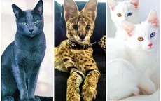 Chiêm ngưỡng những giống mèo đắt tiền nhất hành tinh