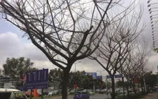 TP.HCM xử lý nghiêm các trường hợp phá hoại cây xanh
