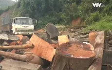 Triệt phá băng nhóm lâm tặc phá rừng quy mô lớn