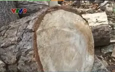 Có hay không sự tiếp tay cho lâm tặc phá rừng phòng hộ?