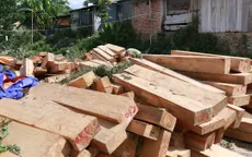 Quảng Nam phát hiện thêm nhiều gốc pơ mu bị chặt phá