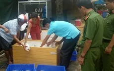 Phát hiện 850kg cá điều hồng thối trong quán cơm công nhân