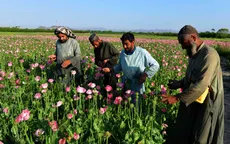 Vì sao Afghanistan là thiên đường thuốc phiện của thế giới?