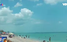 Rận biển lan tràn tại biển Florida (Mỹ)
