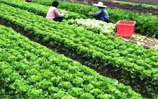 Nông dân Hà Nội lãi lớn vụ rau Tết Nguyên đán