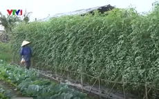 Mô hình chuỗi lòng tin trong sản xuất hữu cơ tại Sóc Sơn