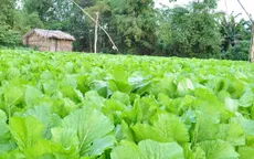 Loại rau nào “tắm” thuốc trừ sâu nhiều nhất?