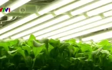 Độc đáo mô hình nông nghiệp theo chiều dọc tại Mỹ