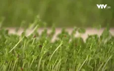 Tự trồng rau mầm tại nhà có thực sự an toàn?
