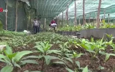 Phát triển rau rừng sạch xuống phố