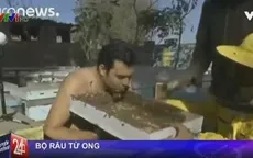 Độc đáo bộ râu từ ong tại Ai Cập