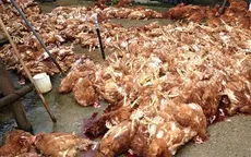 Gà chết hàng loạt tại ĐBSCL